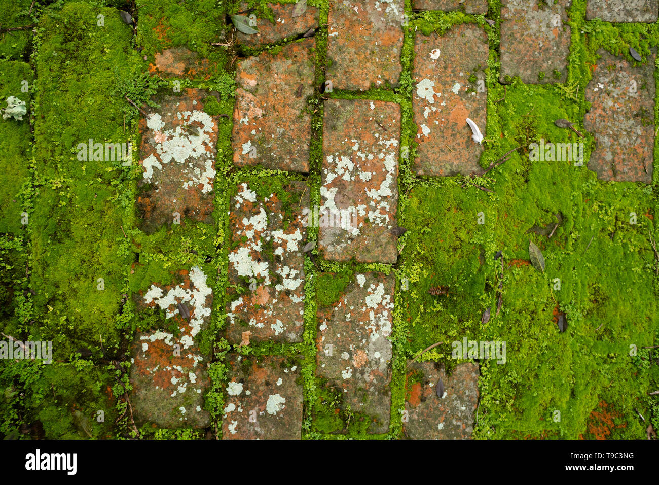 Old brick flooring with moss and lychen growth Stock Photo