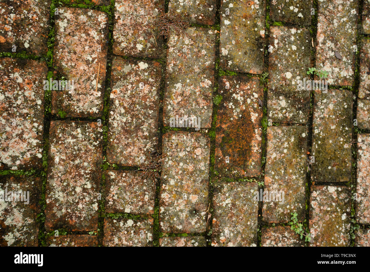 Old brick flooring with moss and lychen growth Stock Photo