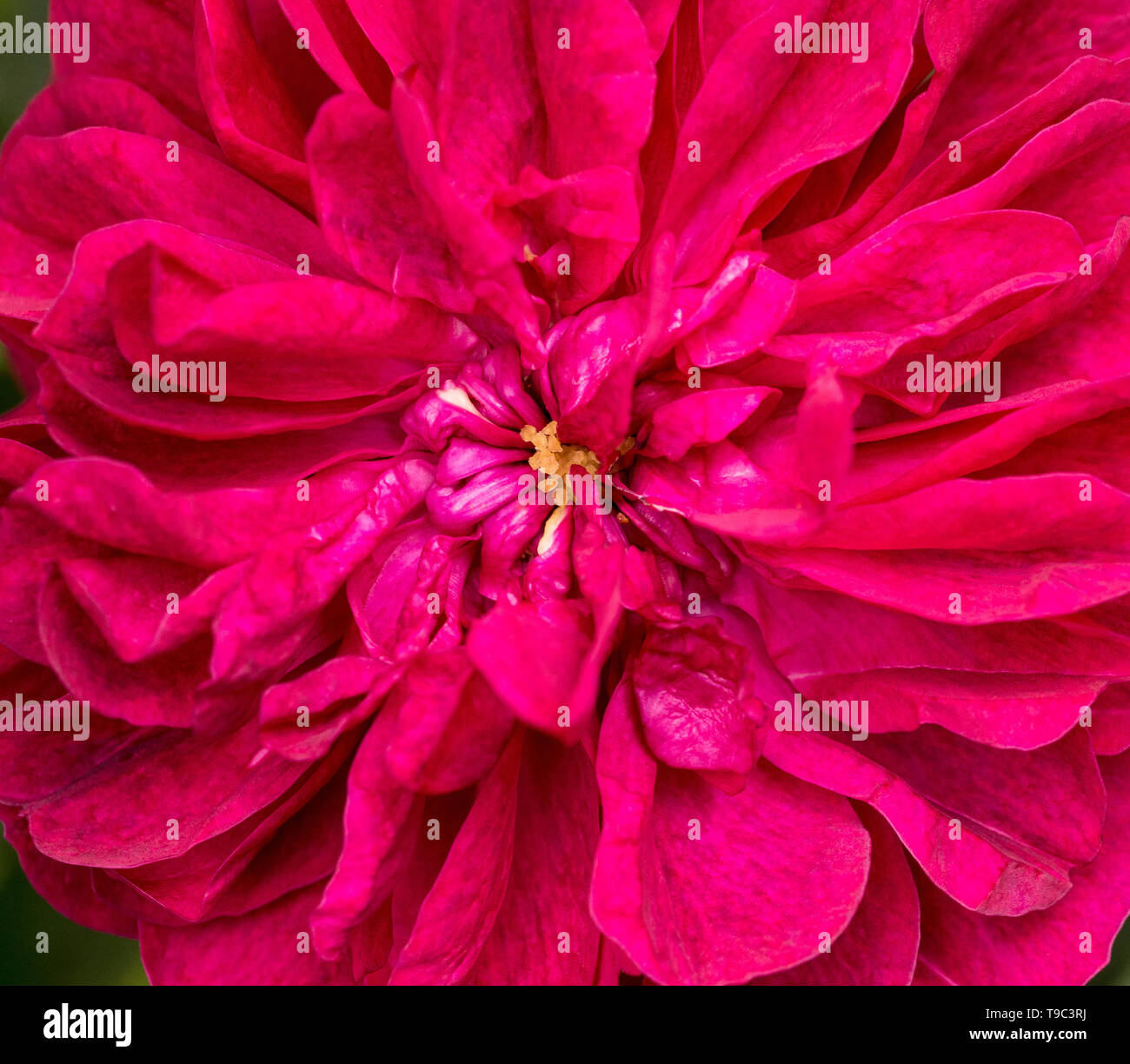 Close up of red shrub rose - Rosa Darcey Bussell. Stock Photo