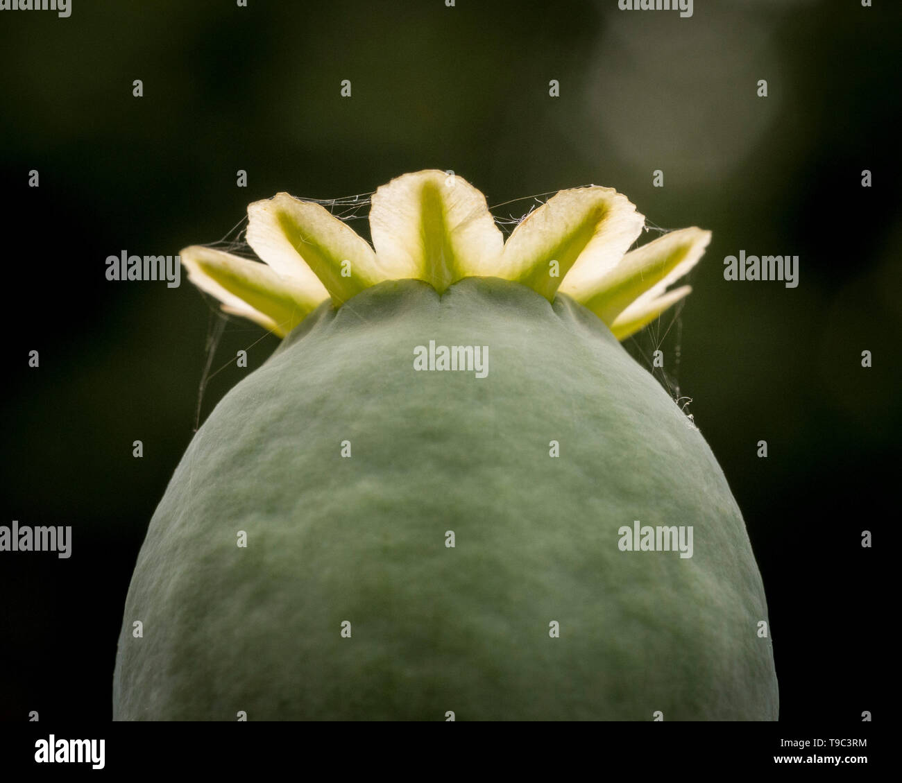 Close up of a green poppy seed head Stock Photo Alamy