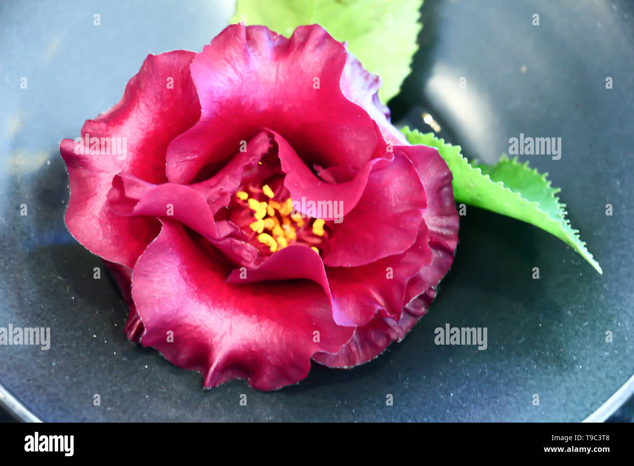 vibrant magenta camellia against a dark black background Stock Photo