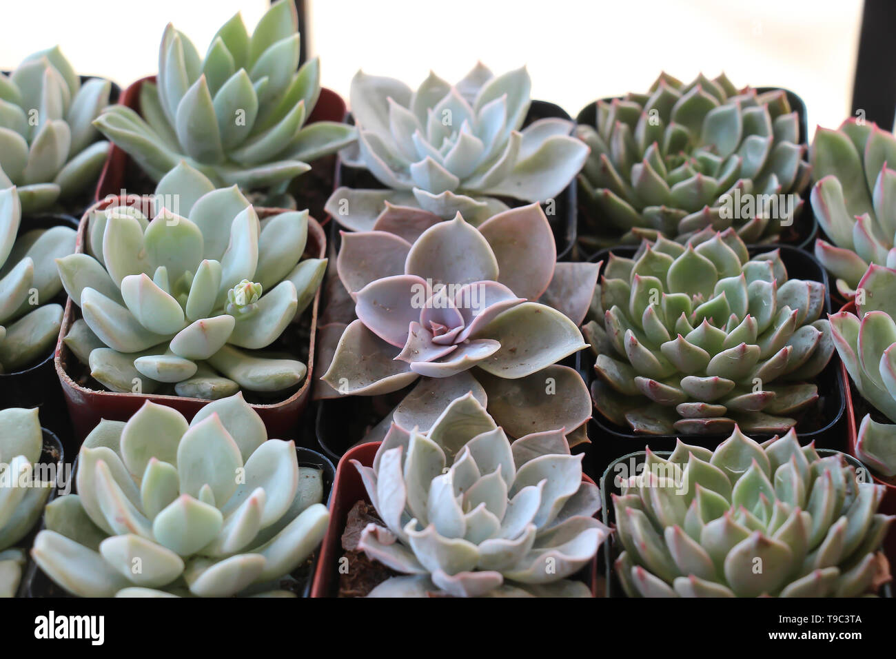 lush green succulents, hens and chickens, in a row for sale at market Stock Photo