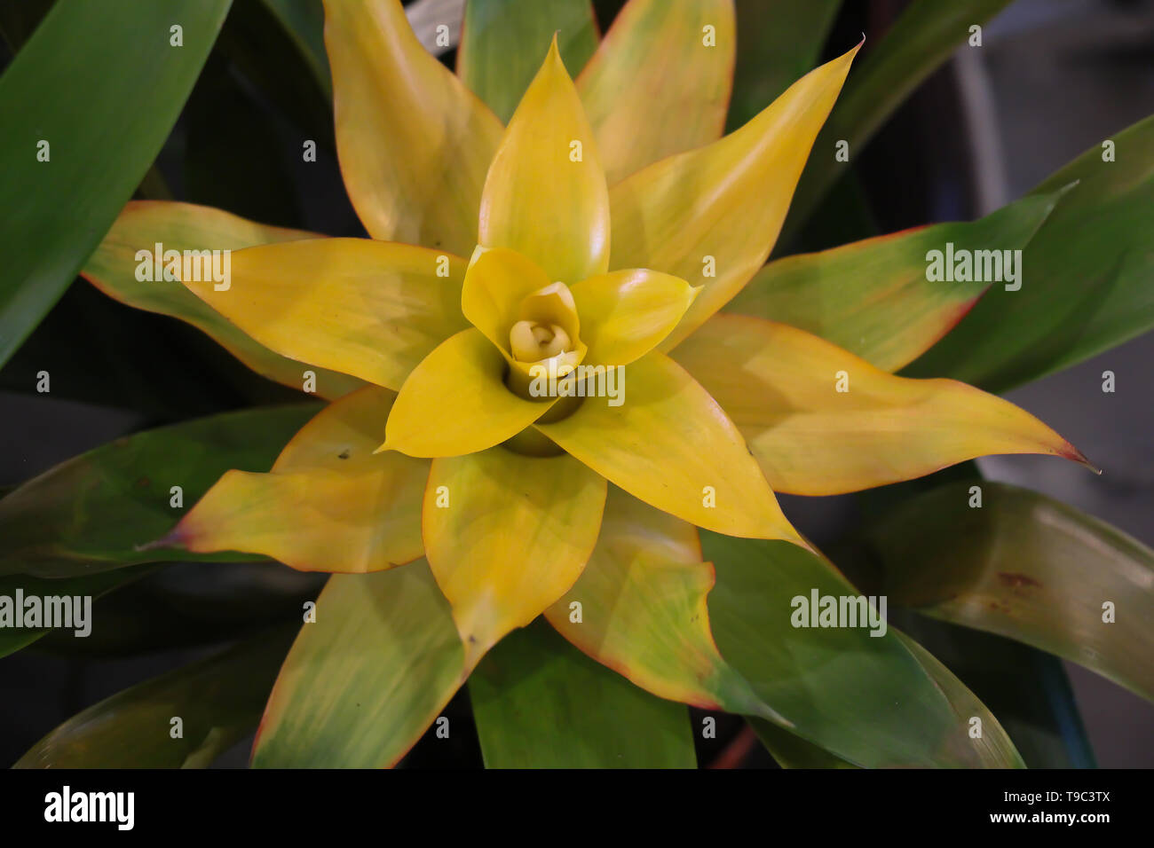 top view of flowering yellow bromeliad with green leaves Stock Photo