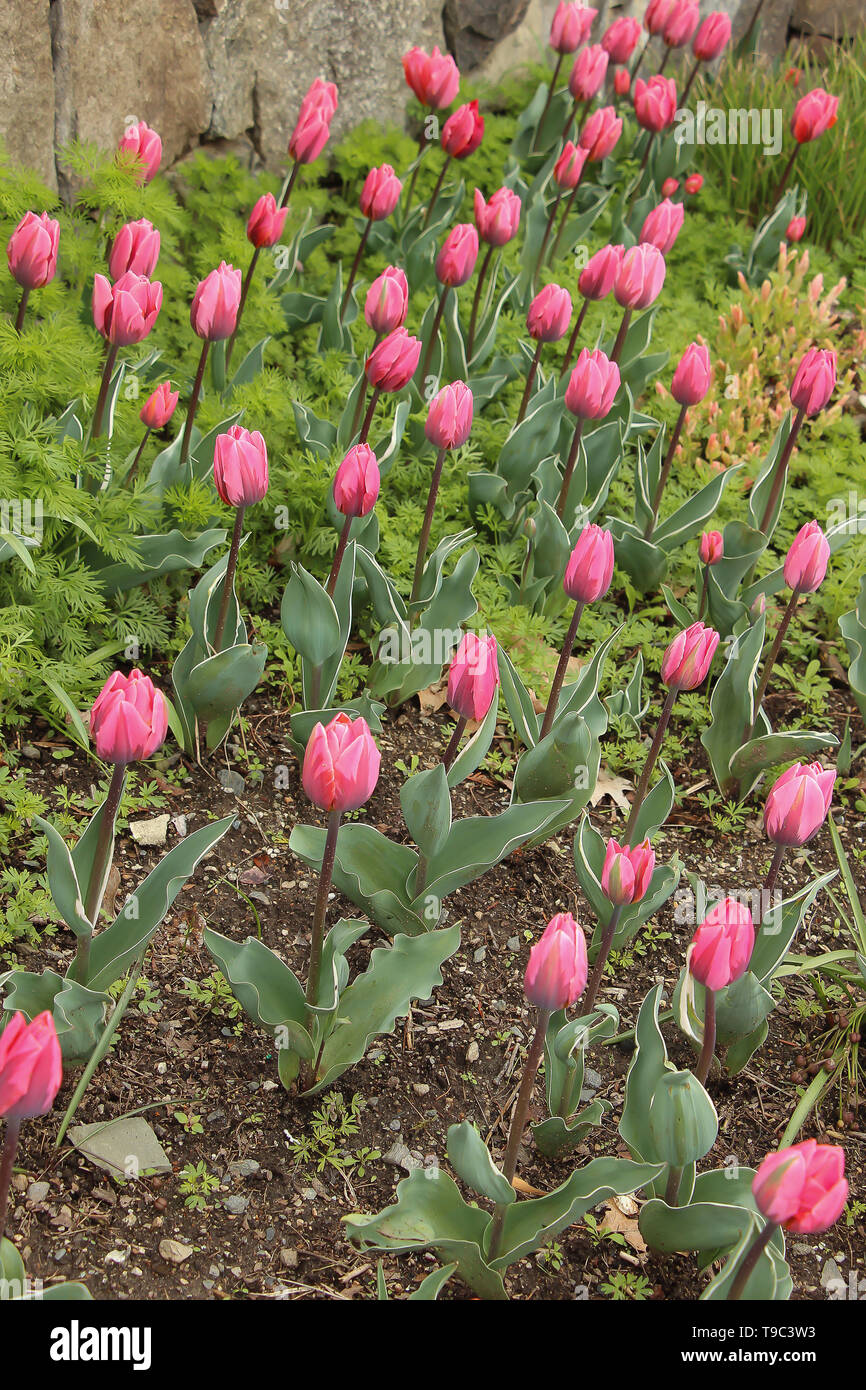 Fresh tulip flower buds garden hi-res stock photography and images - Alamy