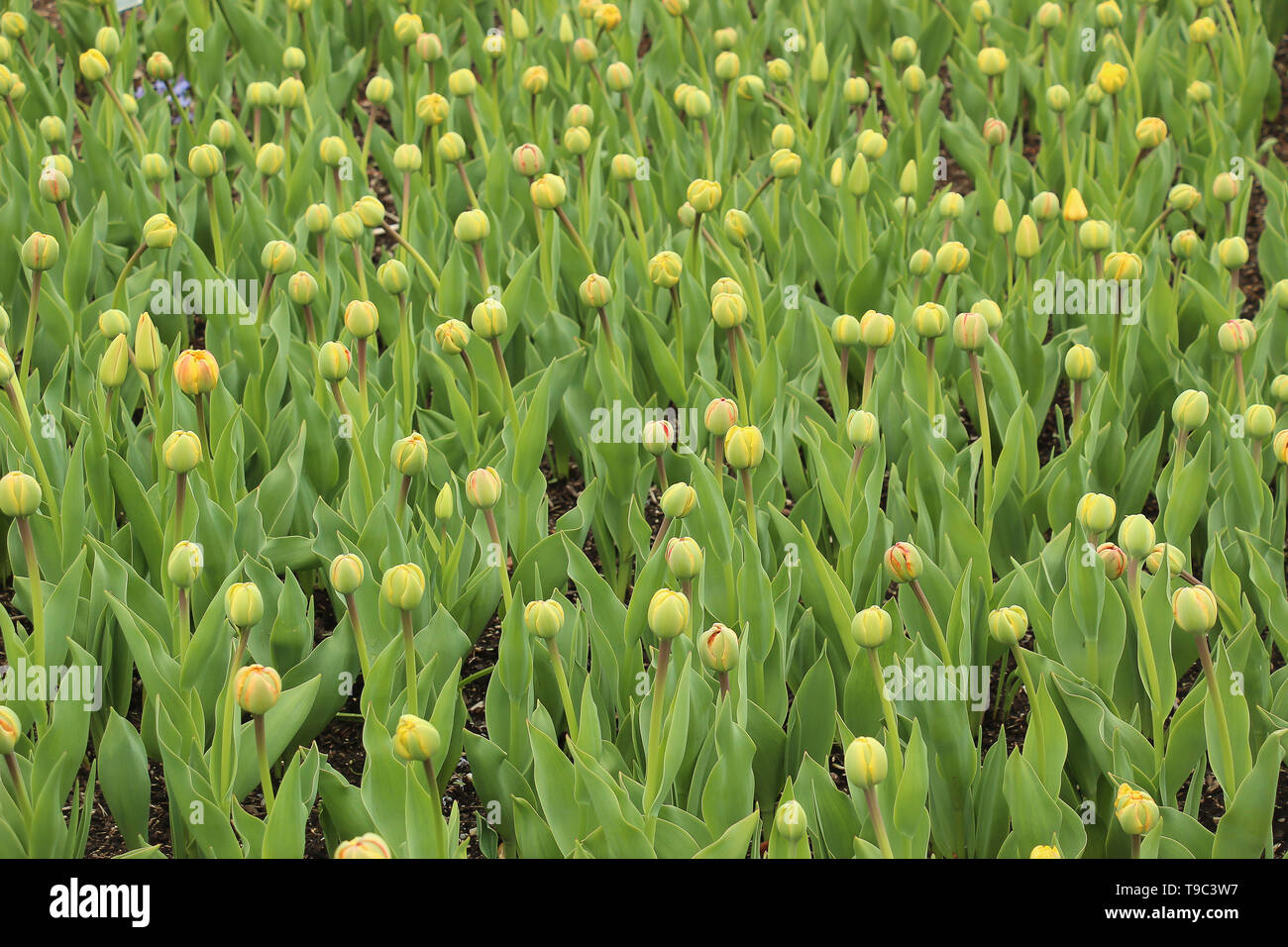 garden full of tulip buds ready to bloom in spring Stock Photo - Alamy