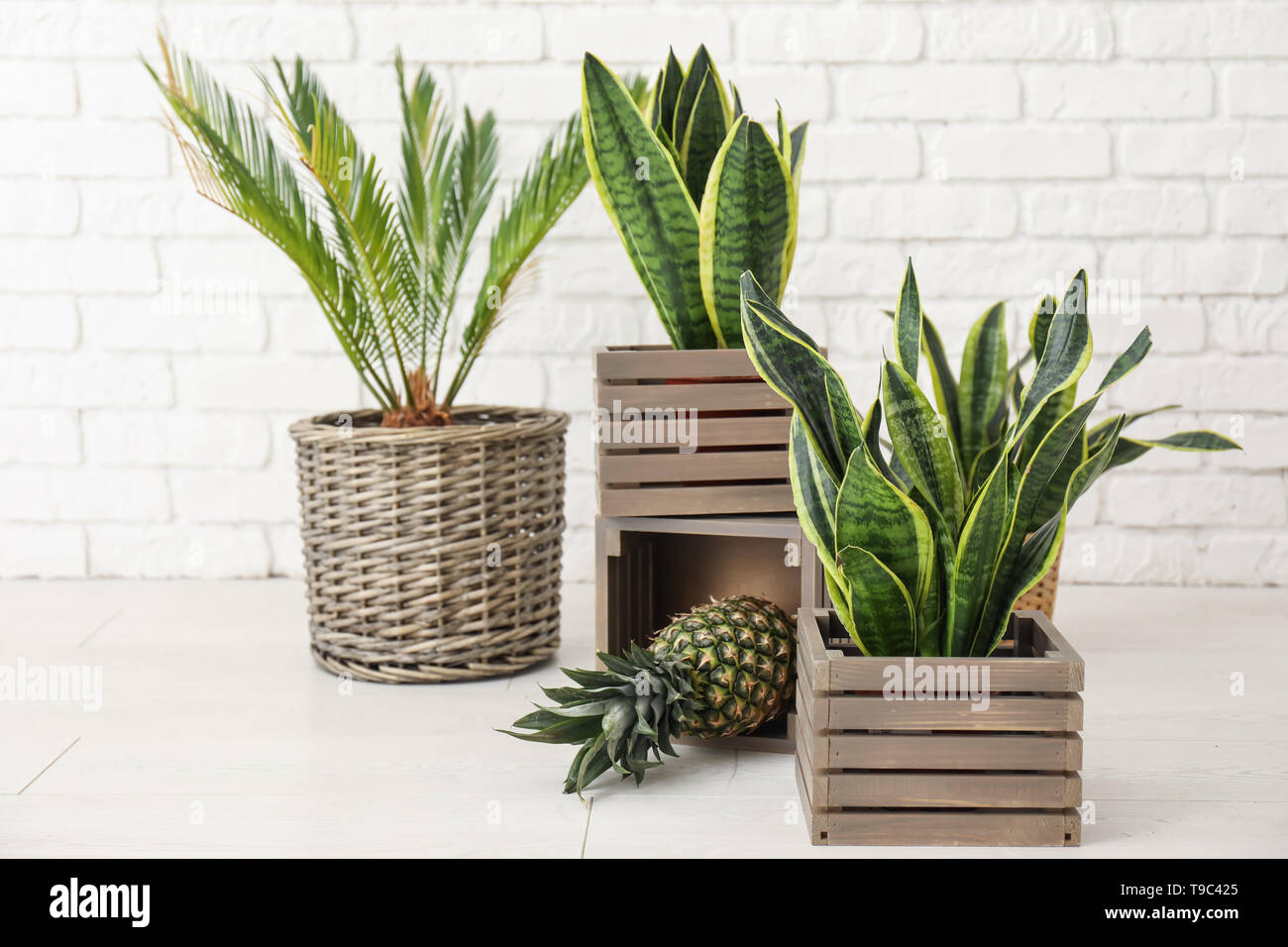 Decorative sansevieria plants with pineapple on floor near brick wall Stock  Photo - Alamy
