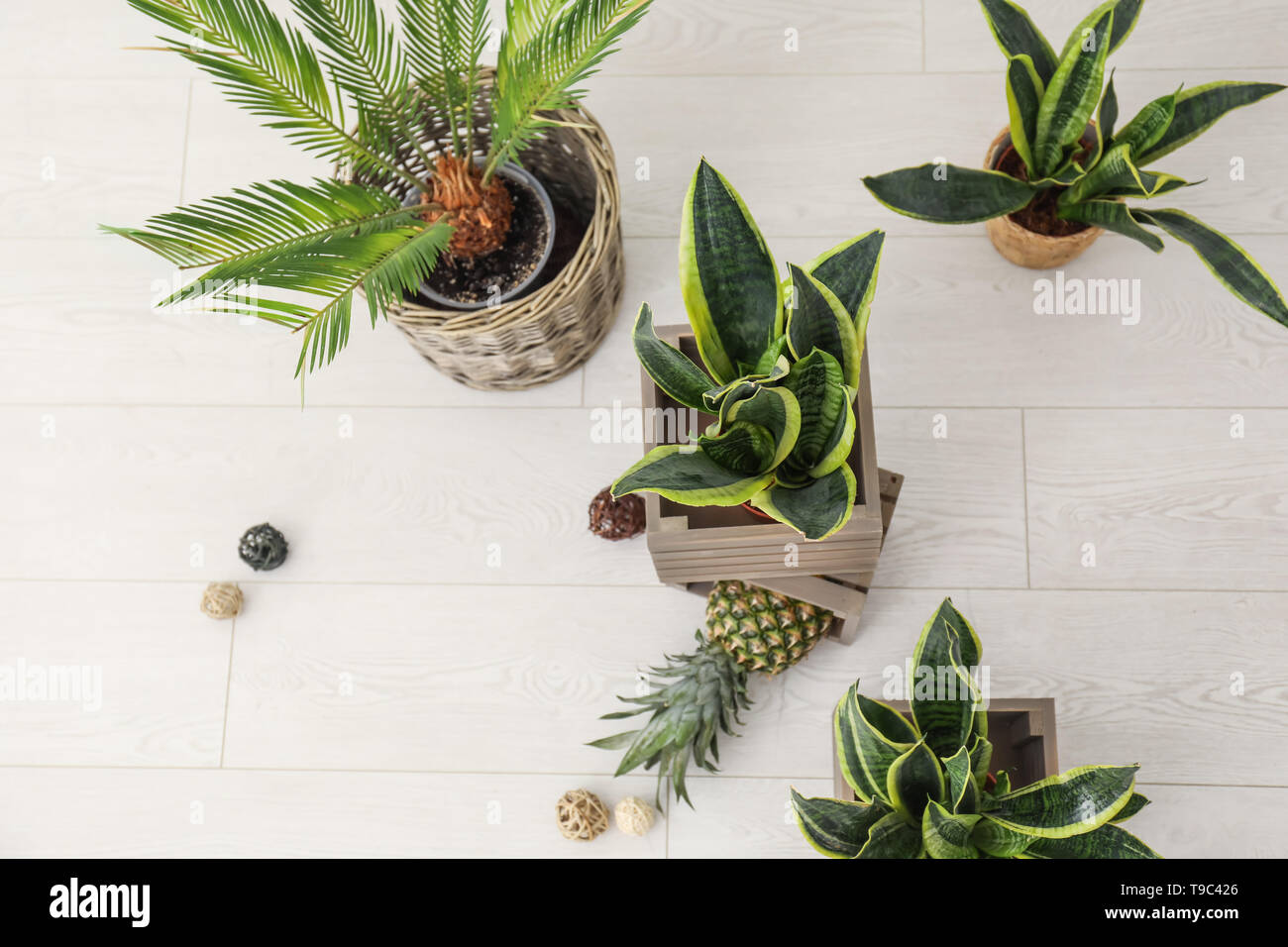 Decorative Sansevieria Plants With Pineapple On Floor Stock Photo
