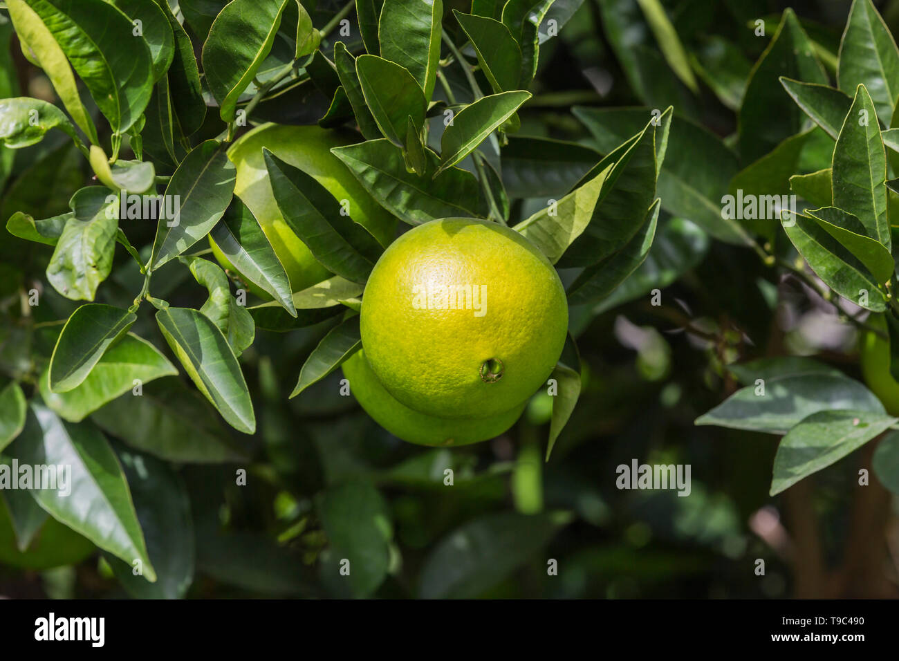 Fruits of citrus orange tree branches closeup shot Stock Photo Alamy