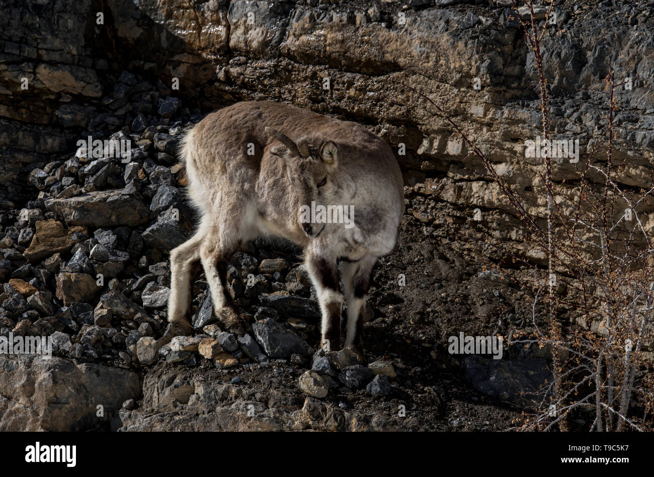 Backward sweeping horns hires stock photography and images Alamy
