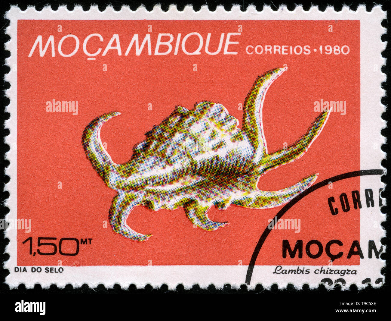 Postage stamp from Mozambique in the Day of the Stamp - Marine Shells of Mozambique series issued in 1980 Stock Photo