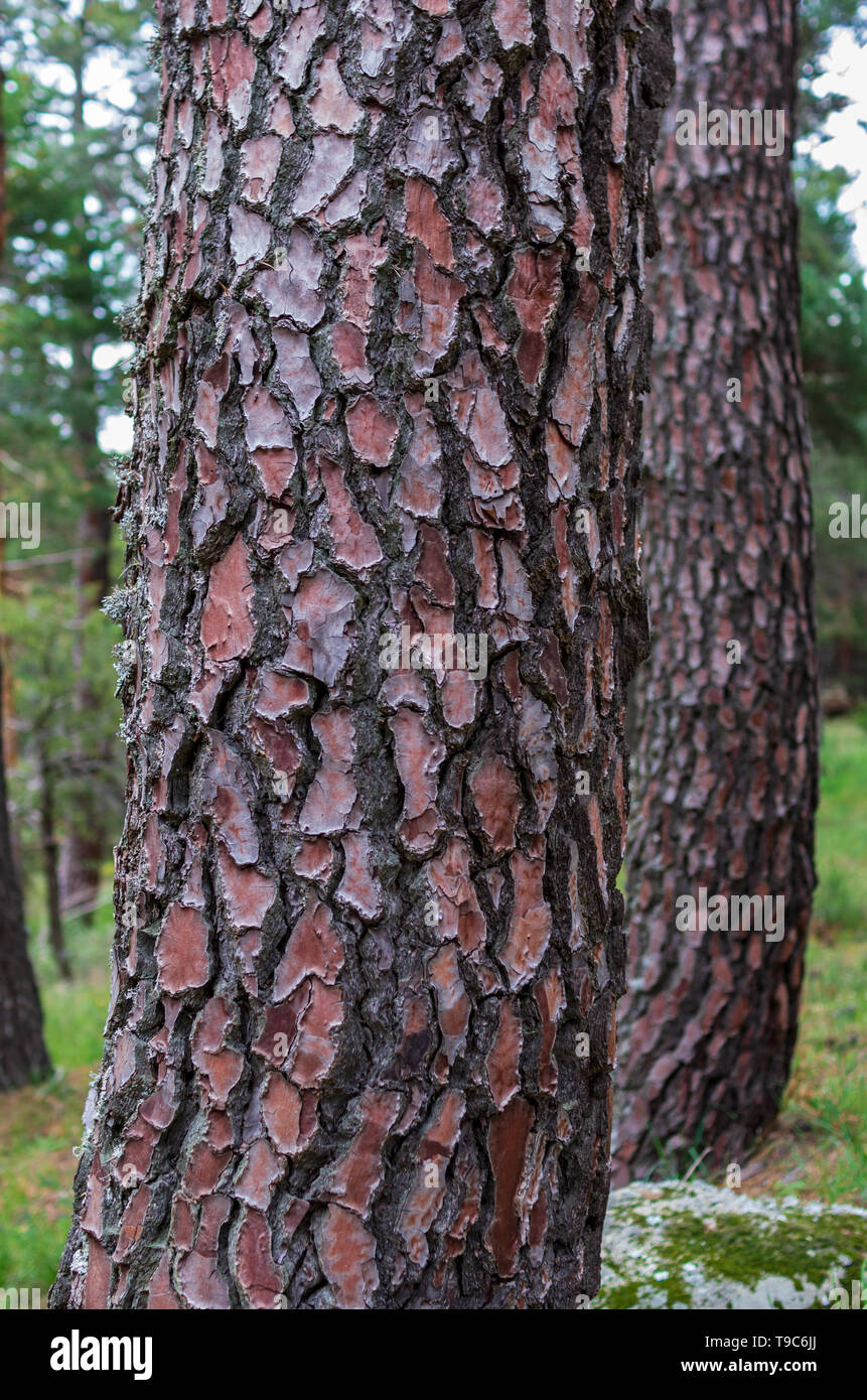 Pine trunks in line with their textured bark Stock Photo
