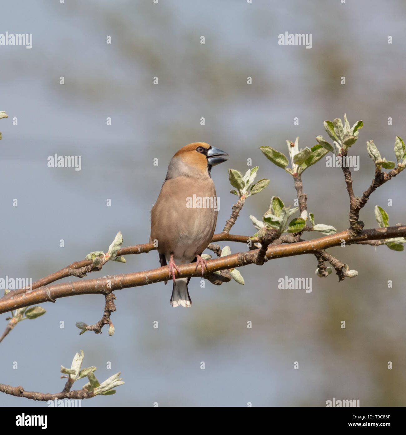 Hawfinch, Stenknäck (Coccothraustes coccothraustes) Stock Photo