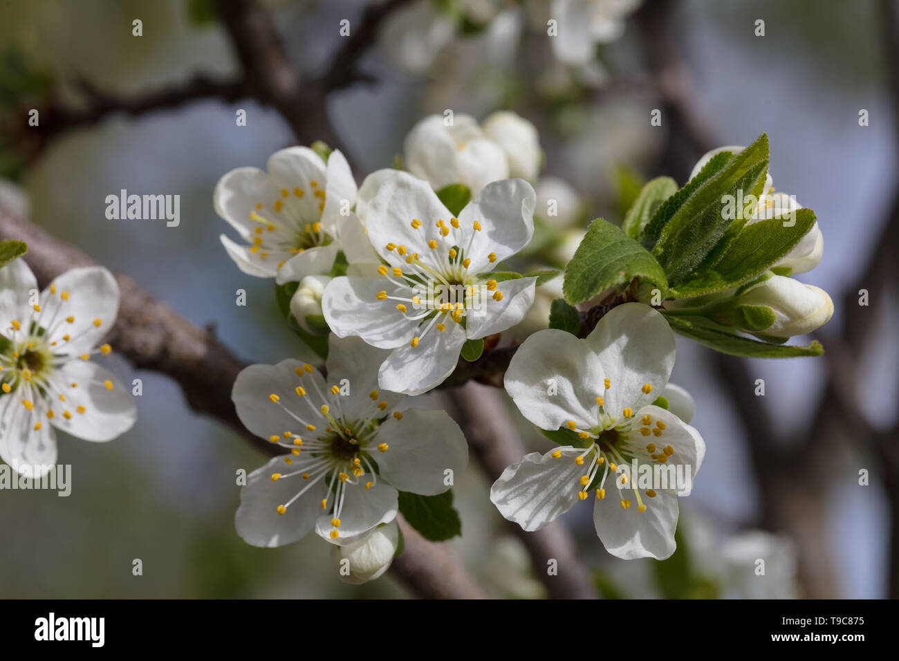 'Reine Claude d'Oullins' Plum, Plommon (Prunus domestica) Stock Photo