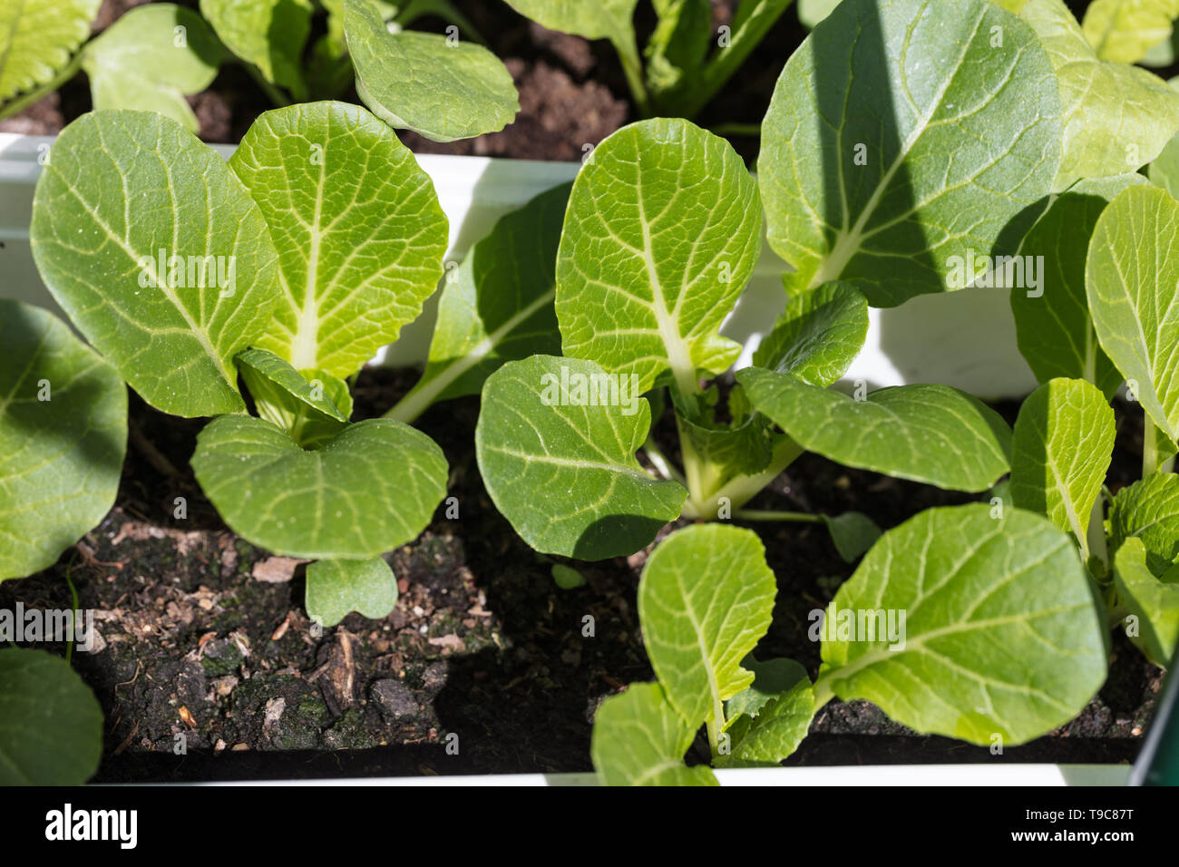 'Joi Choi' Chinese white cabbage, Pak Choi F1 (Brassica rapa var chinensis) Stock Photo