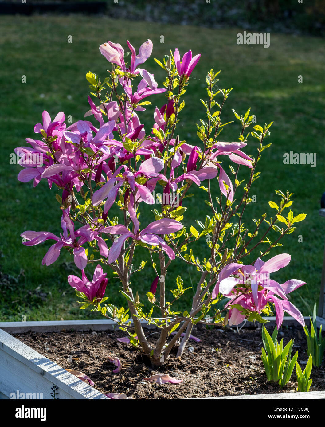 'Susan' Lily magnolia, Rosenmagnolia (Magnolia liliiflora) Stock Photo
