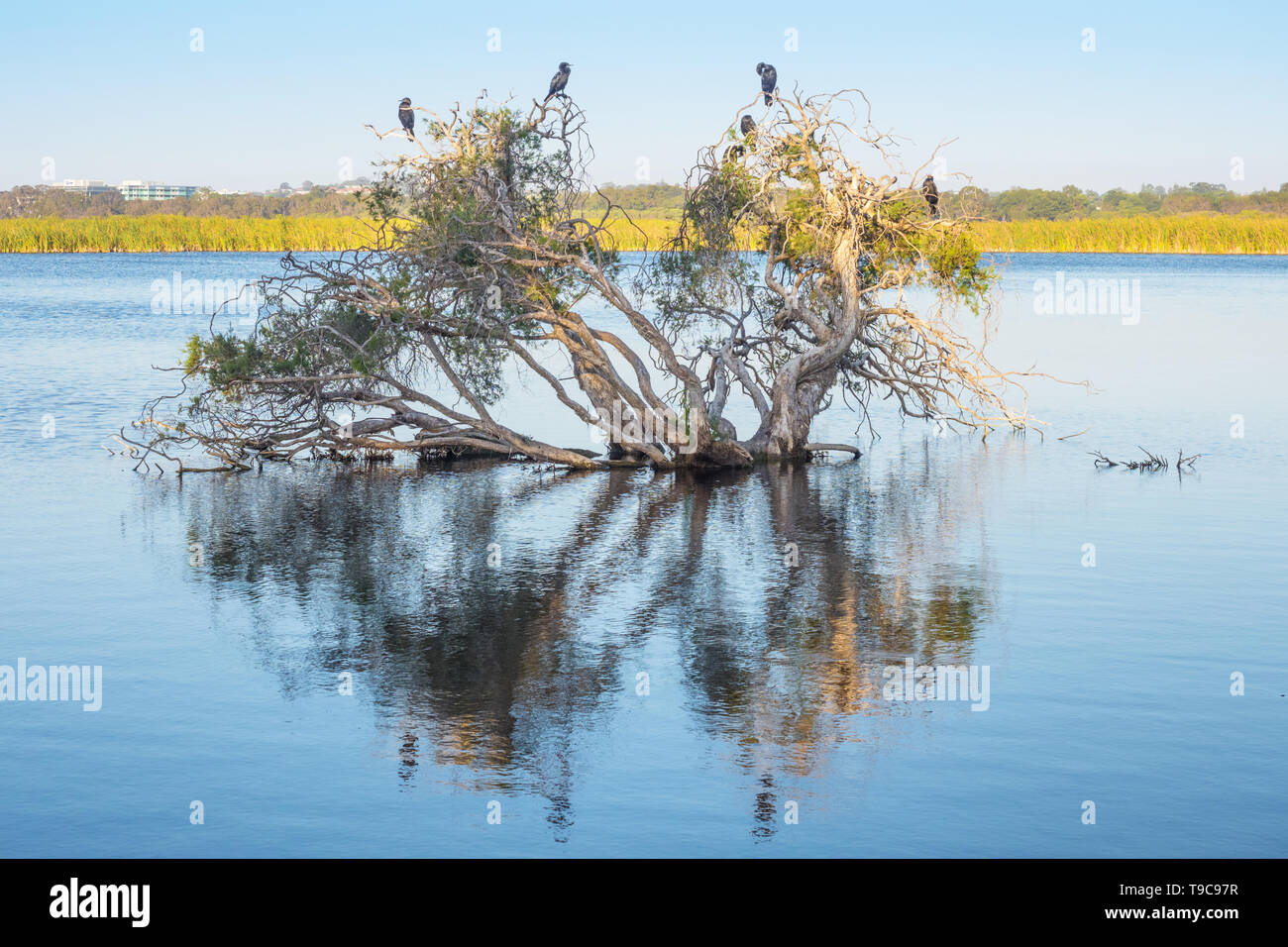 Little Black Cormorants on a submerged paperbark tree at Herdsman Lake in Perth, Western