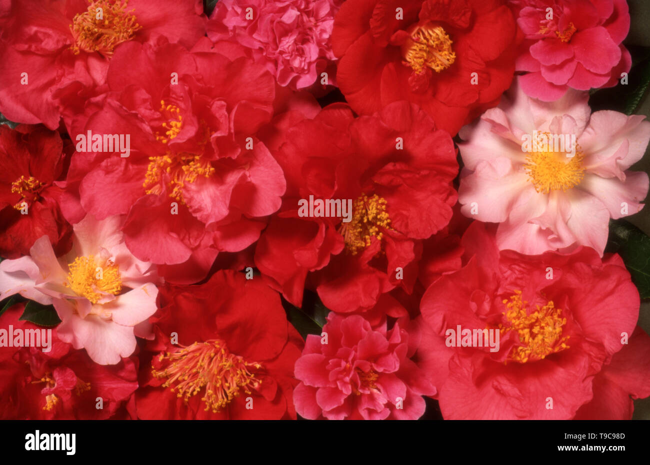 GROUP OF COLORFUL PICKED CAMELLIA FLOWERS Stock Photo