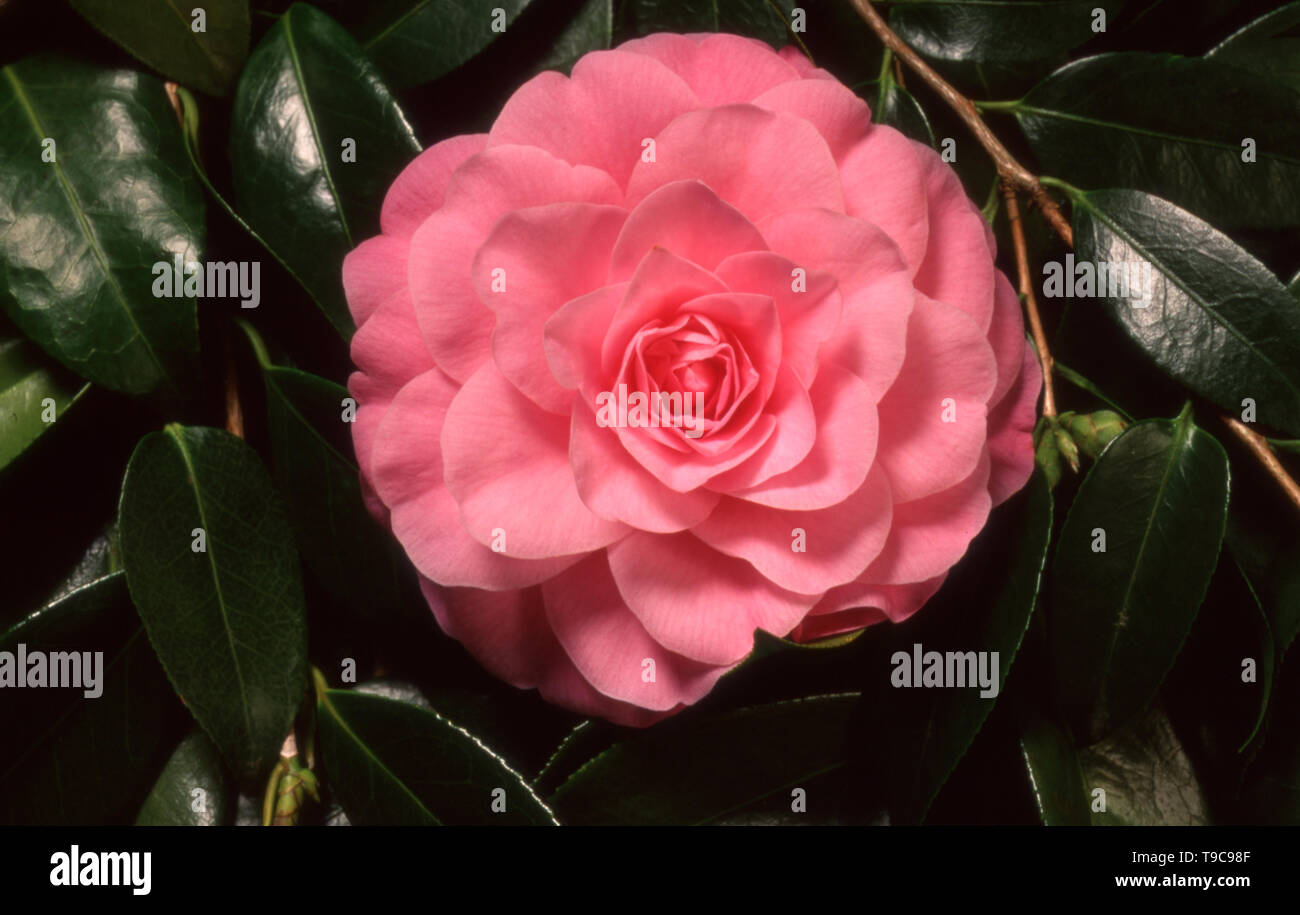 CAMELLIA JAPONICA X SASANQUA RETICULATA (HYBRID) 'BETTY RIDLEY' Stock Photo  - Alamy