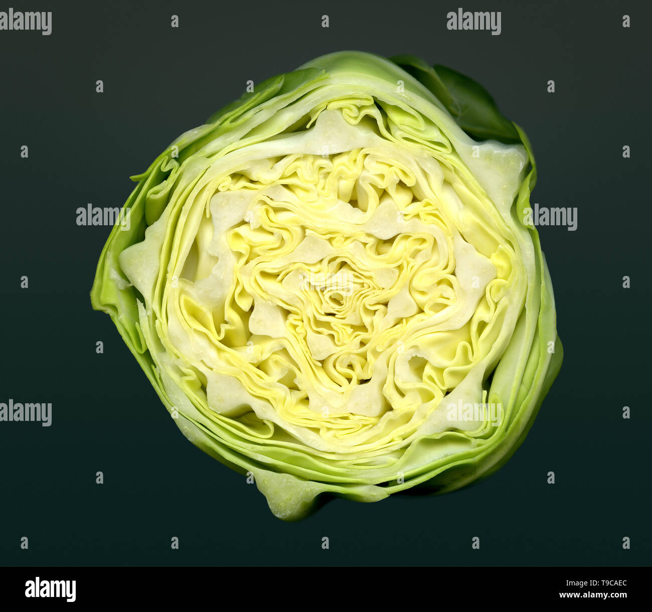 Section through a white cabbage showing structure Stock Photo