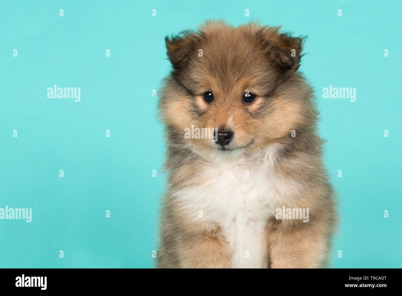 Portrait of a shetland sheepdog puppy on a blue background glancing ...