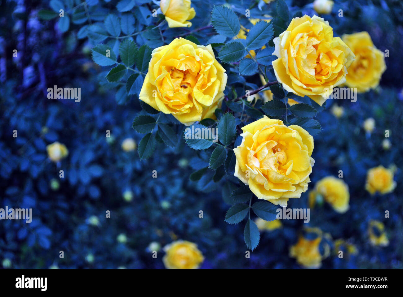 Rose With Thorns High Resolution Stock Photography and Images - Alamy