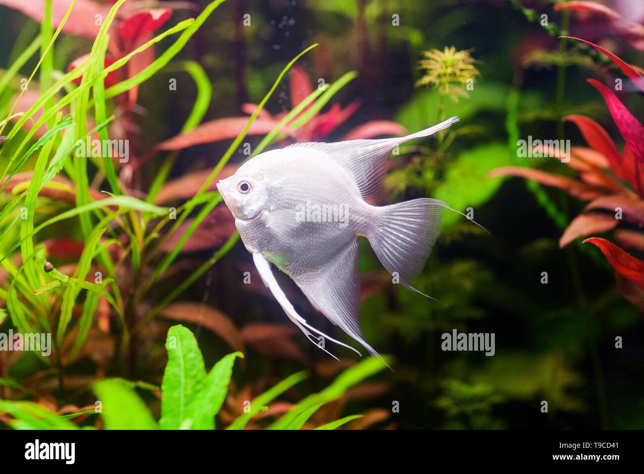 White Scalare Angelfish swimming underwater in beautiful fresh aquarium near green plant. Stock Photo
