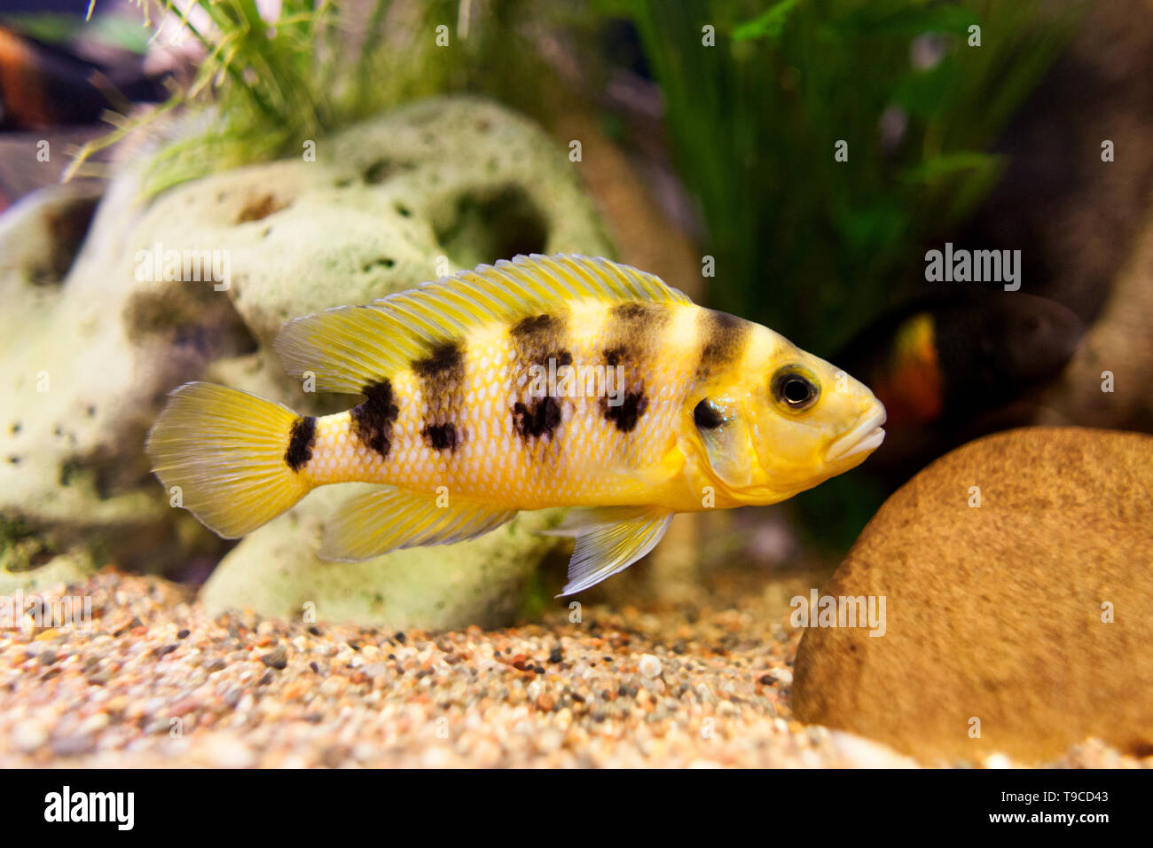Exclusive cichlid swimming underwater in fresh aquarium Stock Photo