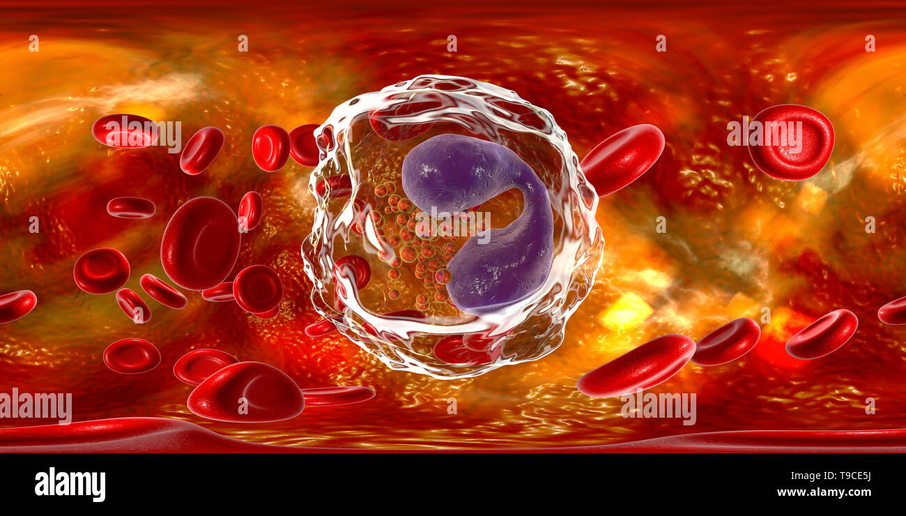 Eosinophil white blood cell, illustration Stock Photo
