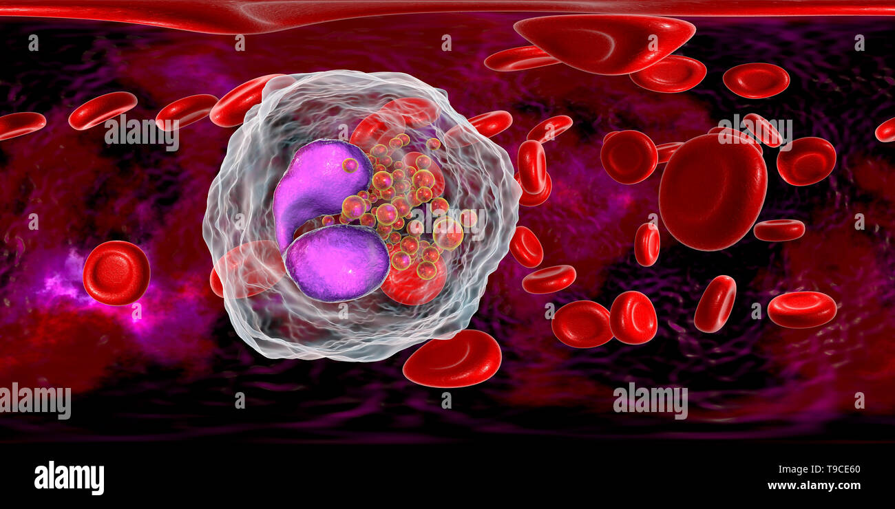 Eosinophil white blood cell, illustration Stock Photo Alamy