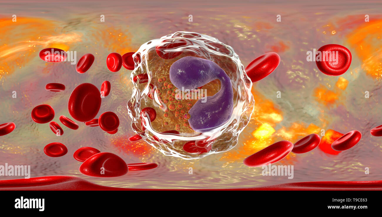 Eosinophil white blood cell, illustration Stock Photo