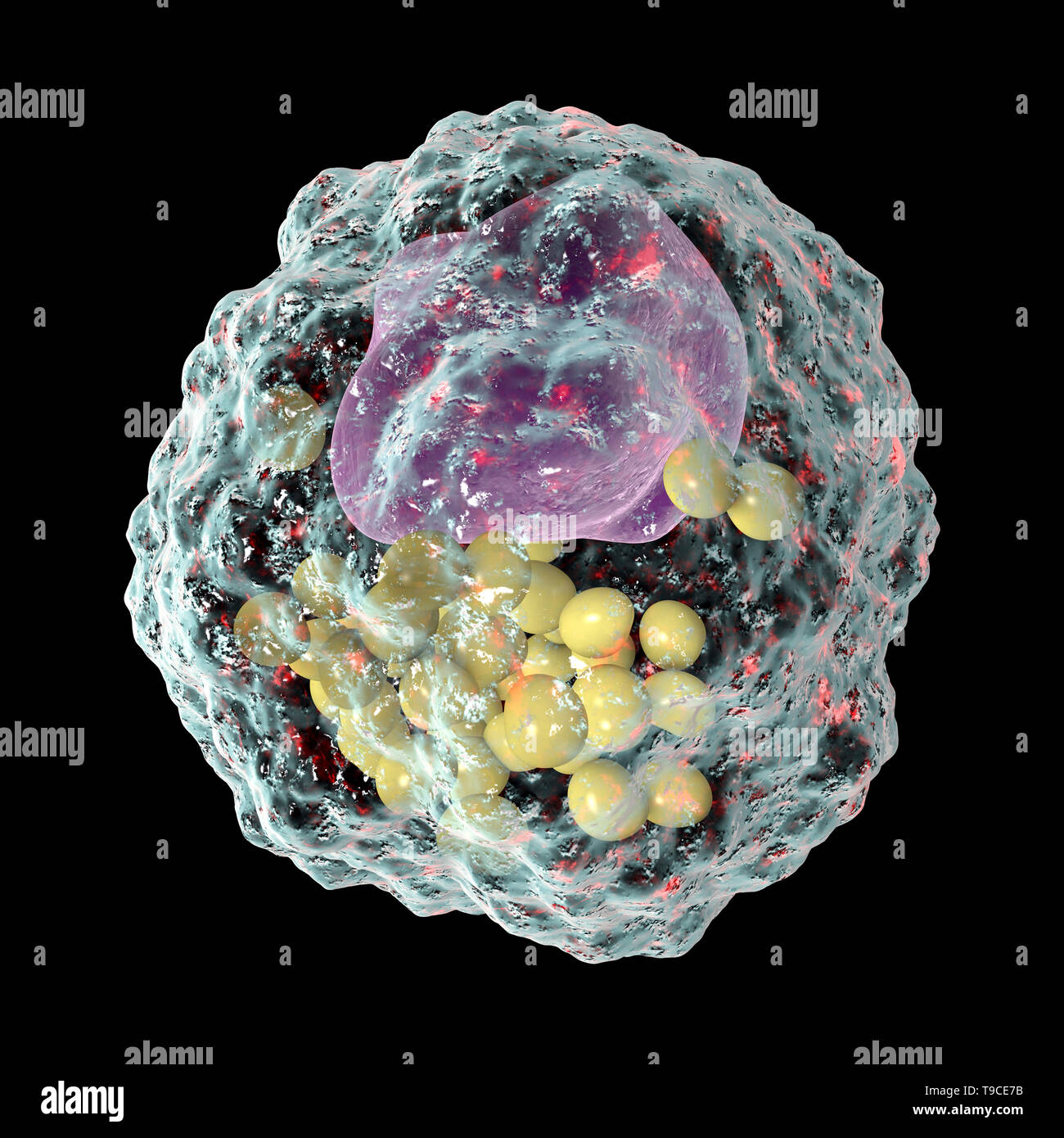 Macrophage foam cell, illustration Stock Photo