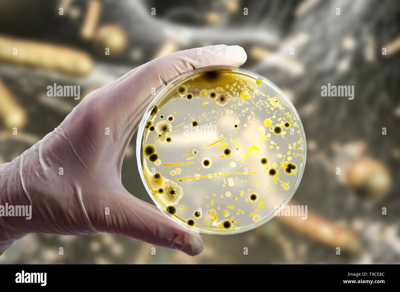 Bacterial and fungal cultures, composite image Stock Photo