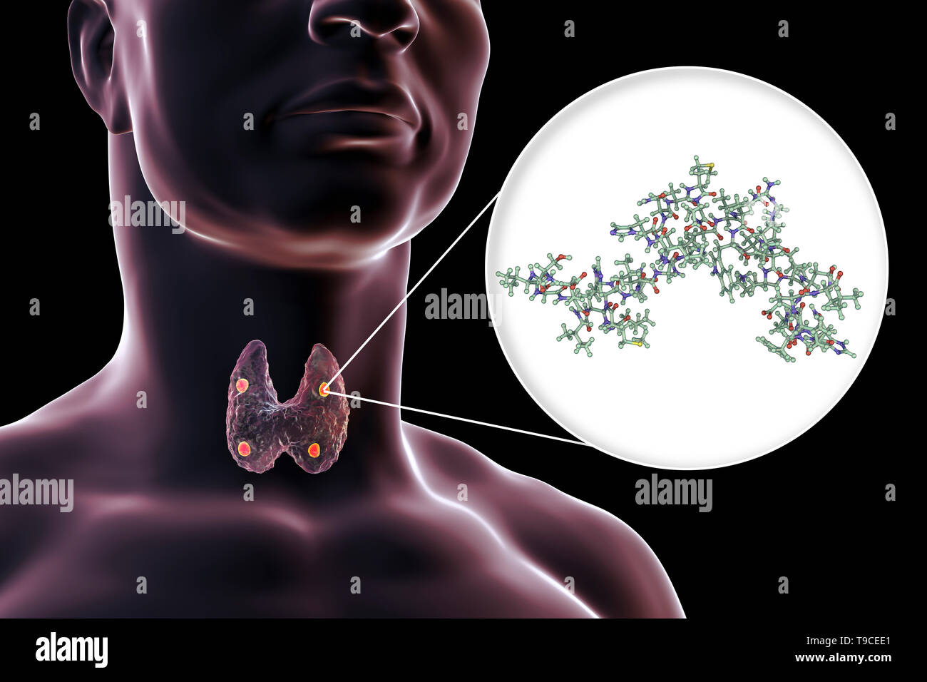 Parathyroid glands and parathyroid hormone, illustration Stock Photo