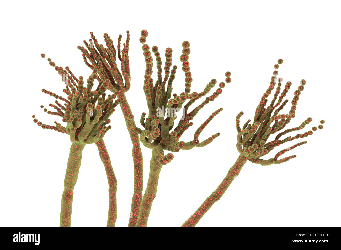 Penicillium roqueforti fungus, illustration Stock Photo
