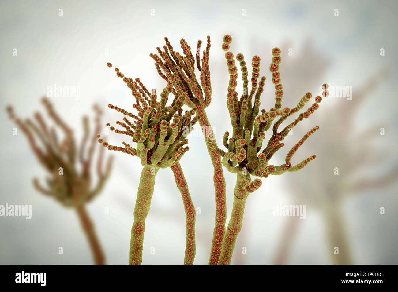 Penicillium roqueforti fungus, illustration Stock Photo