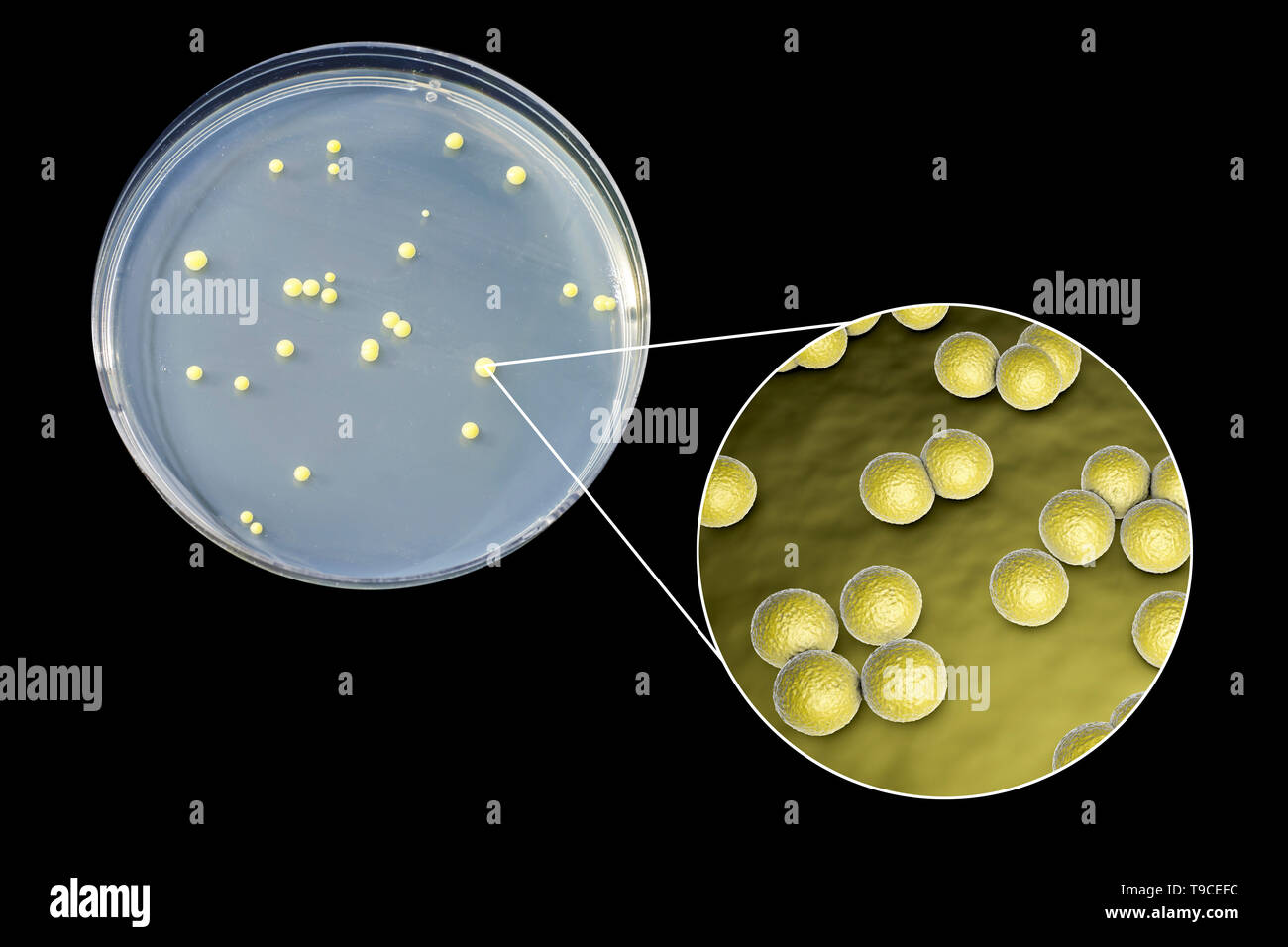 Micrococcus Luteus Bacteria, Composite Image Stock Photo, 47% Off