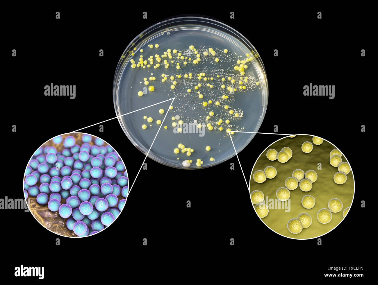 Tetrad Bacteria