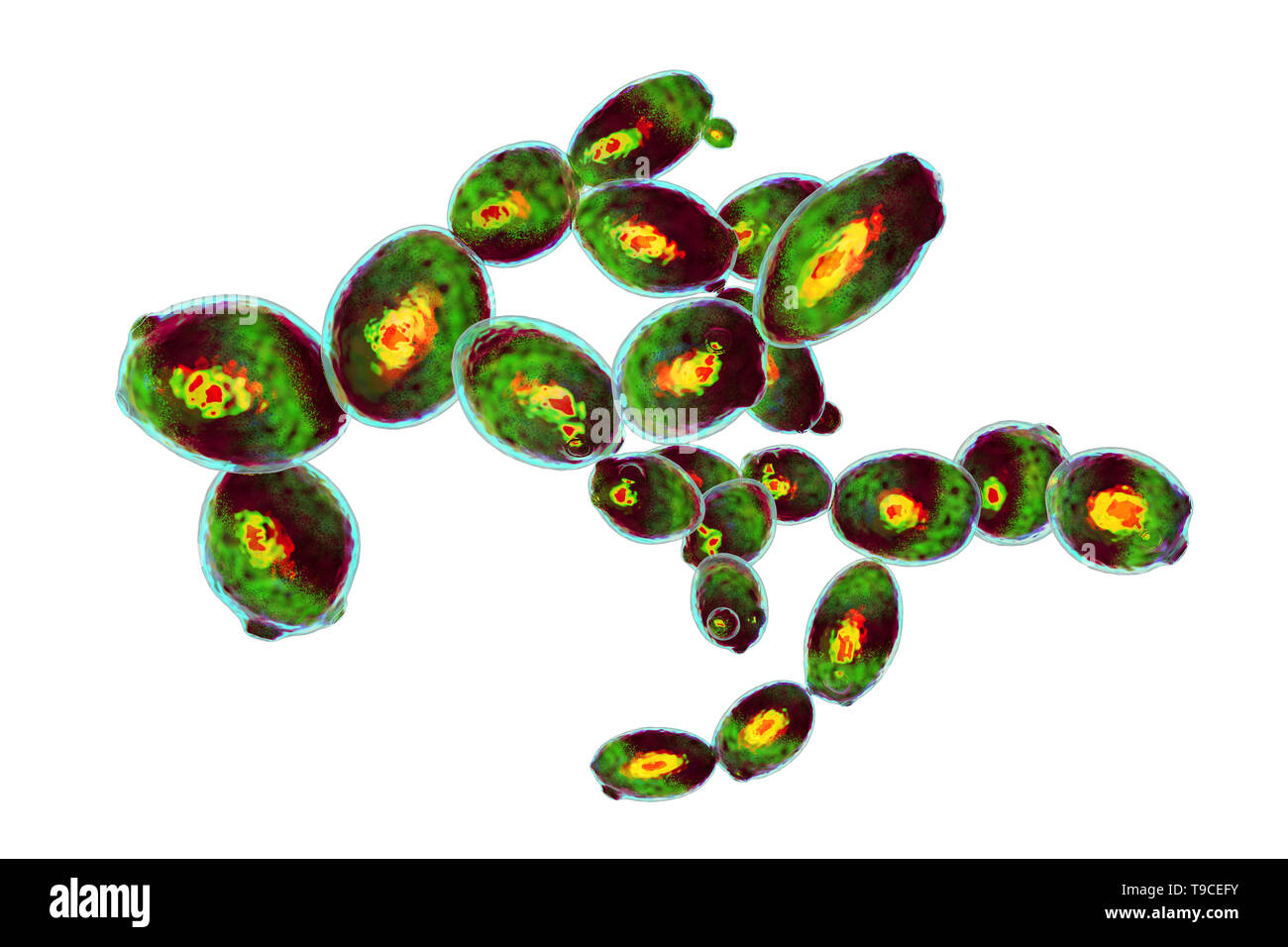 Saccharomyces cerevisiae yeast, illustration Stock Photo