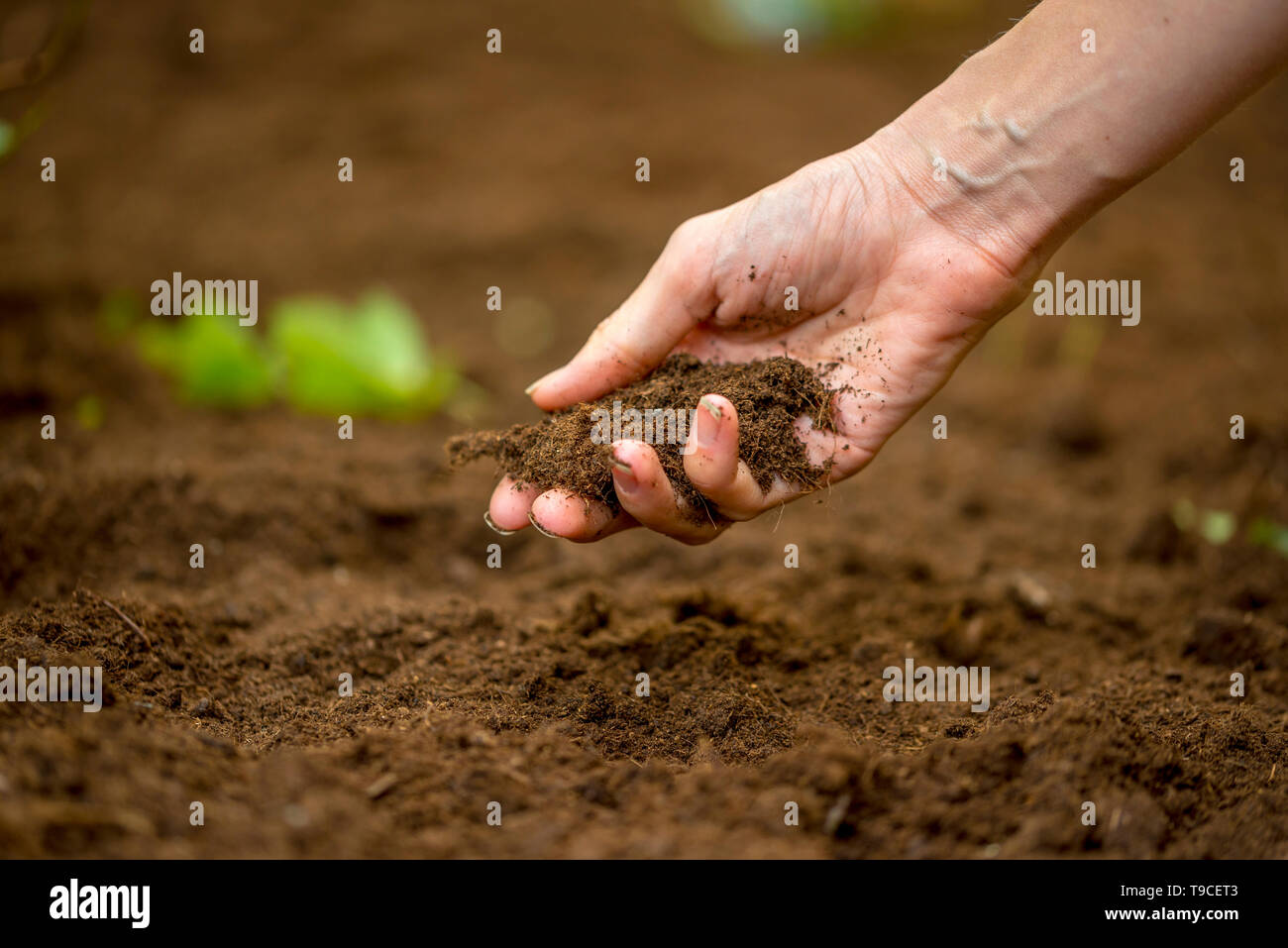 Close up of the hand of a woman holding a handful of rich fertile soil that has been newly dug over or tilled in a concept of conservation of nature a Stock Photo