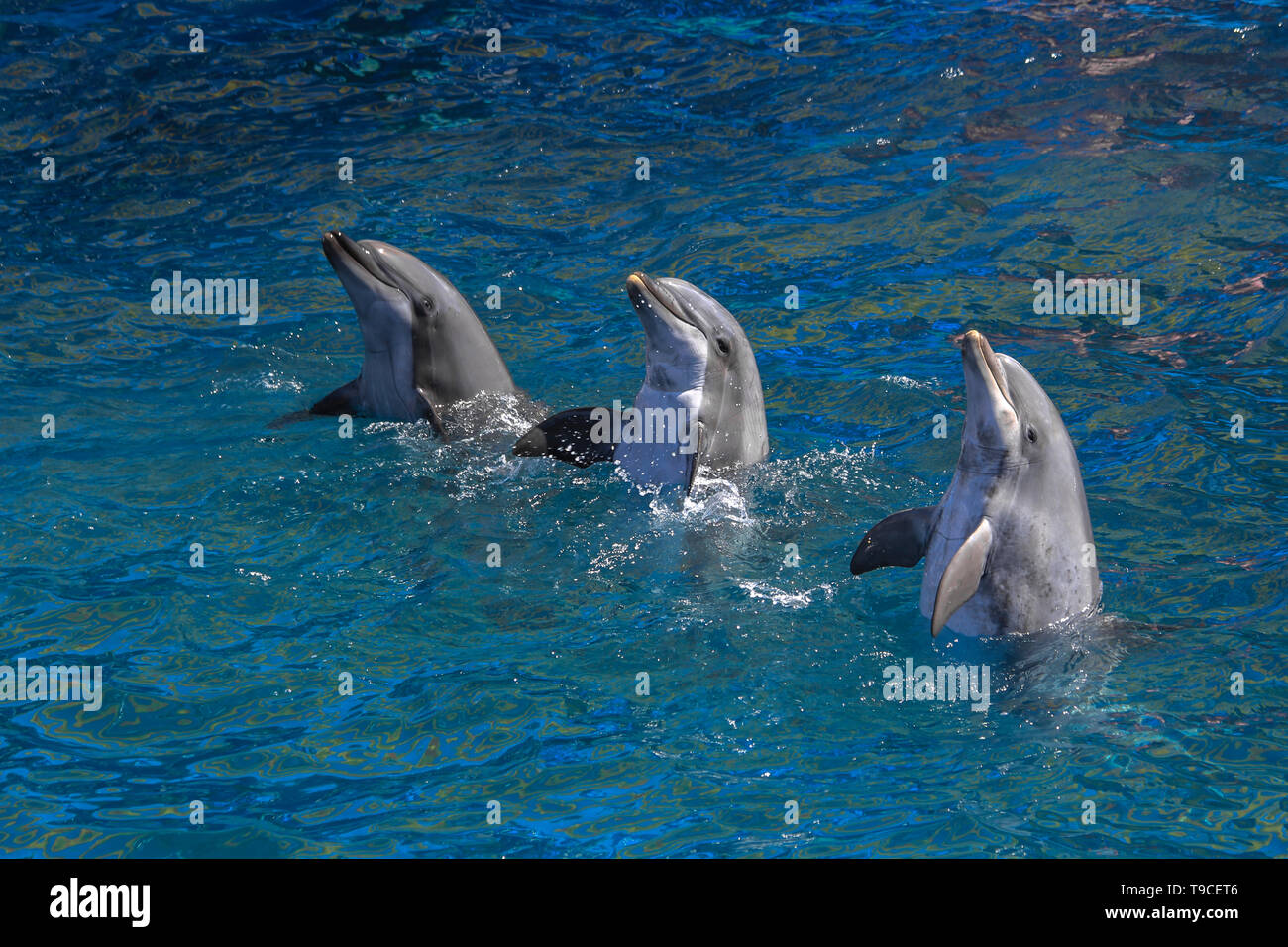 Three dolphins hi-res stock photography and images - Alamy