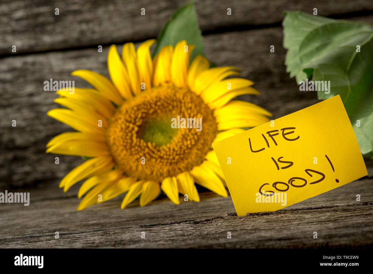 Sunflower good luck hires stock photography and images Alamy