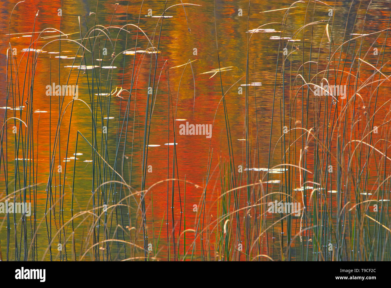 Reeds on Bunny Lake Near Sioux Narrows, Ontario, Canada Stock Photo