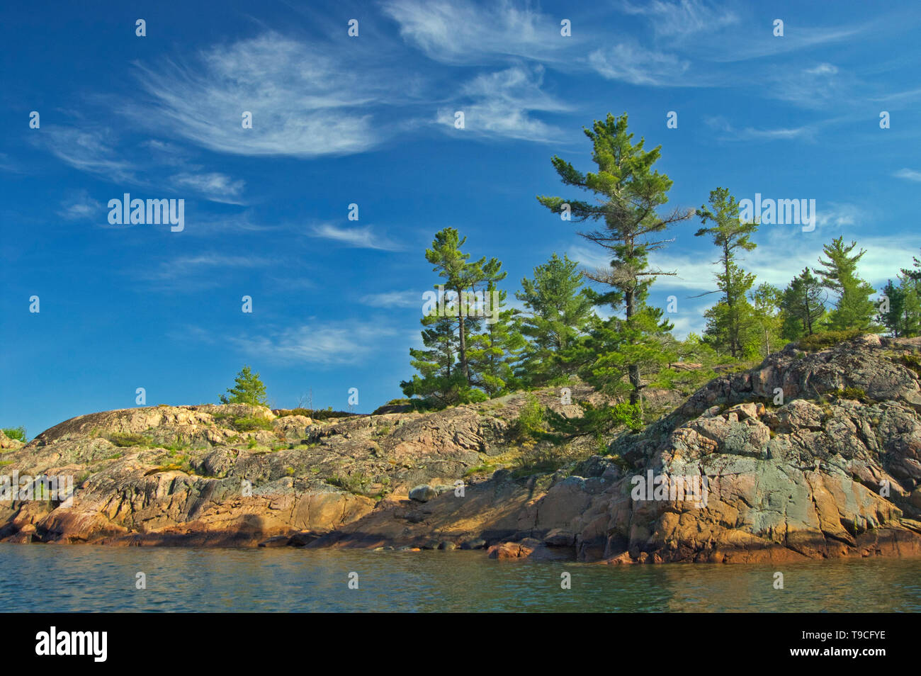 White pine and precambrian shield hi-res stock photography and images ...