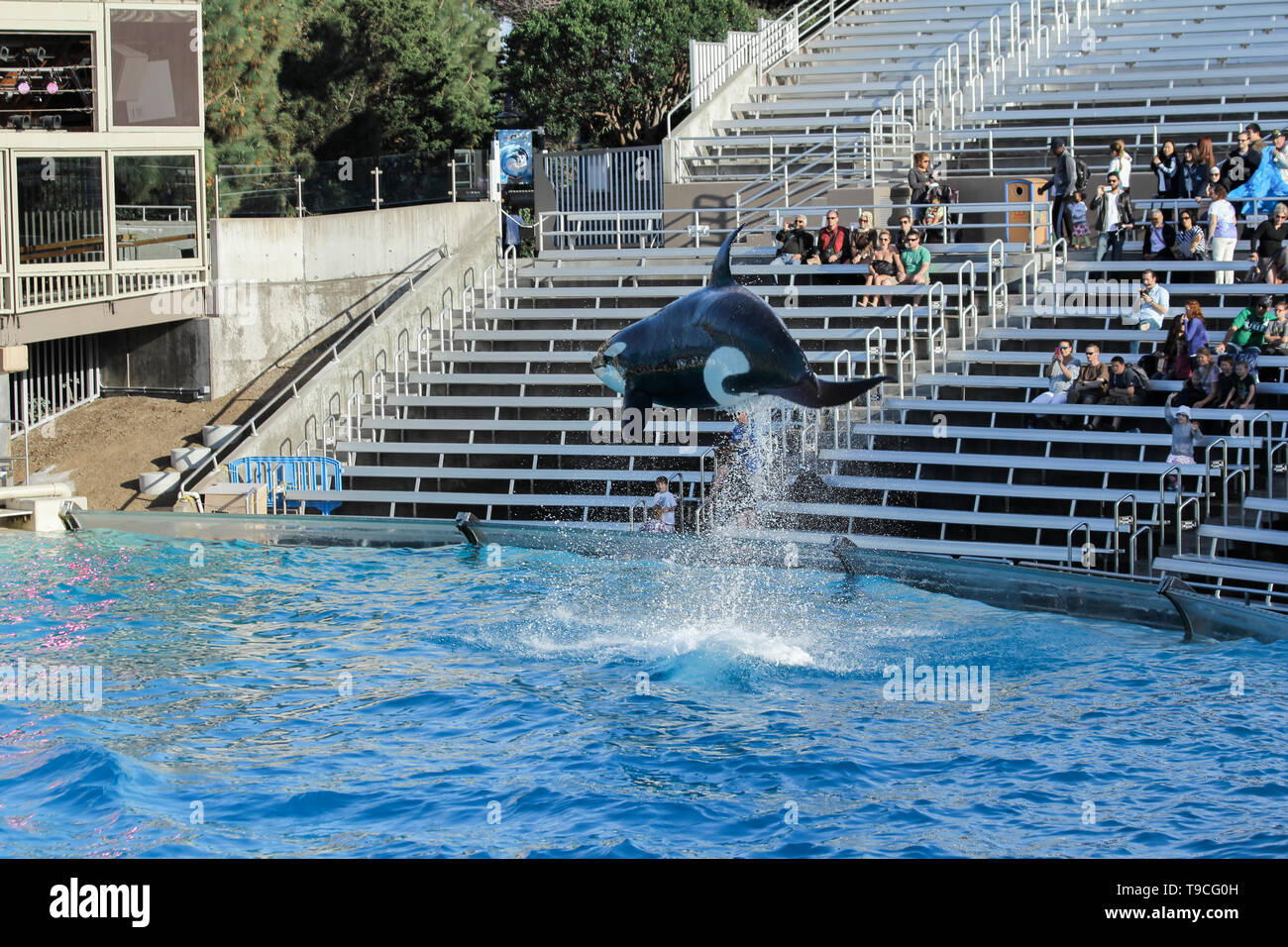 Killer whale orca performing in a water park Stock Photo Alamy
