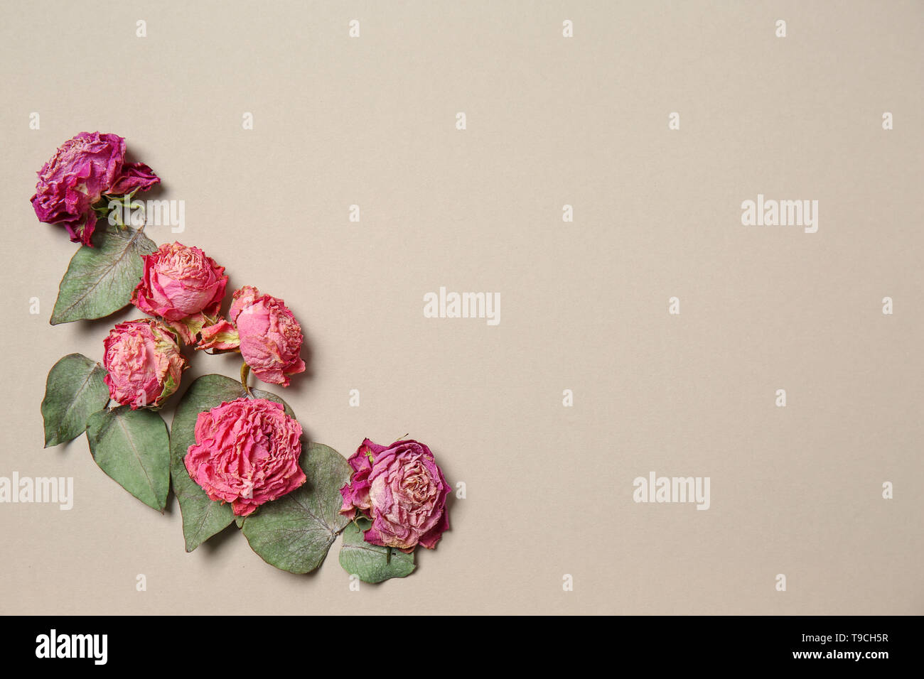 Beautiful dry roses on light background Stock Photo - Alamy