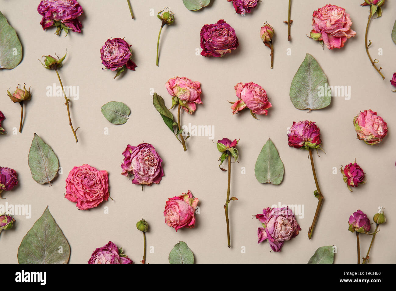 Beautiful dry roses on light background Stock Photo - Alamy