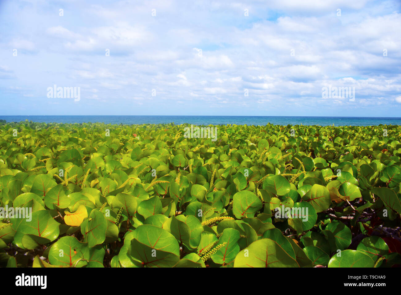 Green fields of sea grapes line the coastal beaches in Jupiter Island, Florida, USA Stock Photo