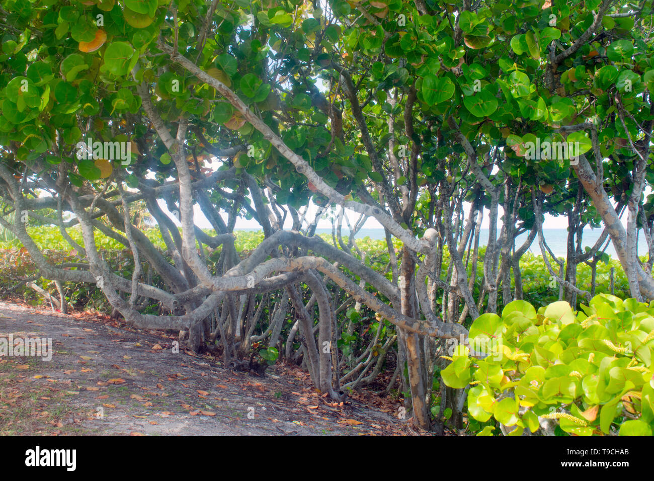 Green fields of sea grapes line the coastal beaches in Jupiter Island, Florida, USA Stock Photo