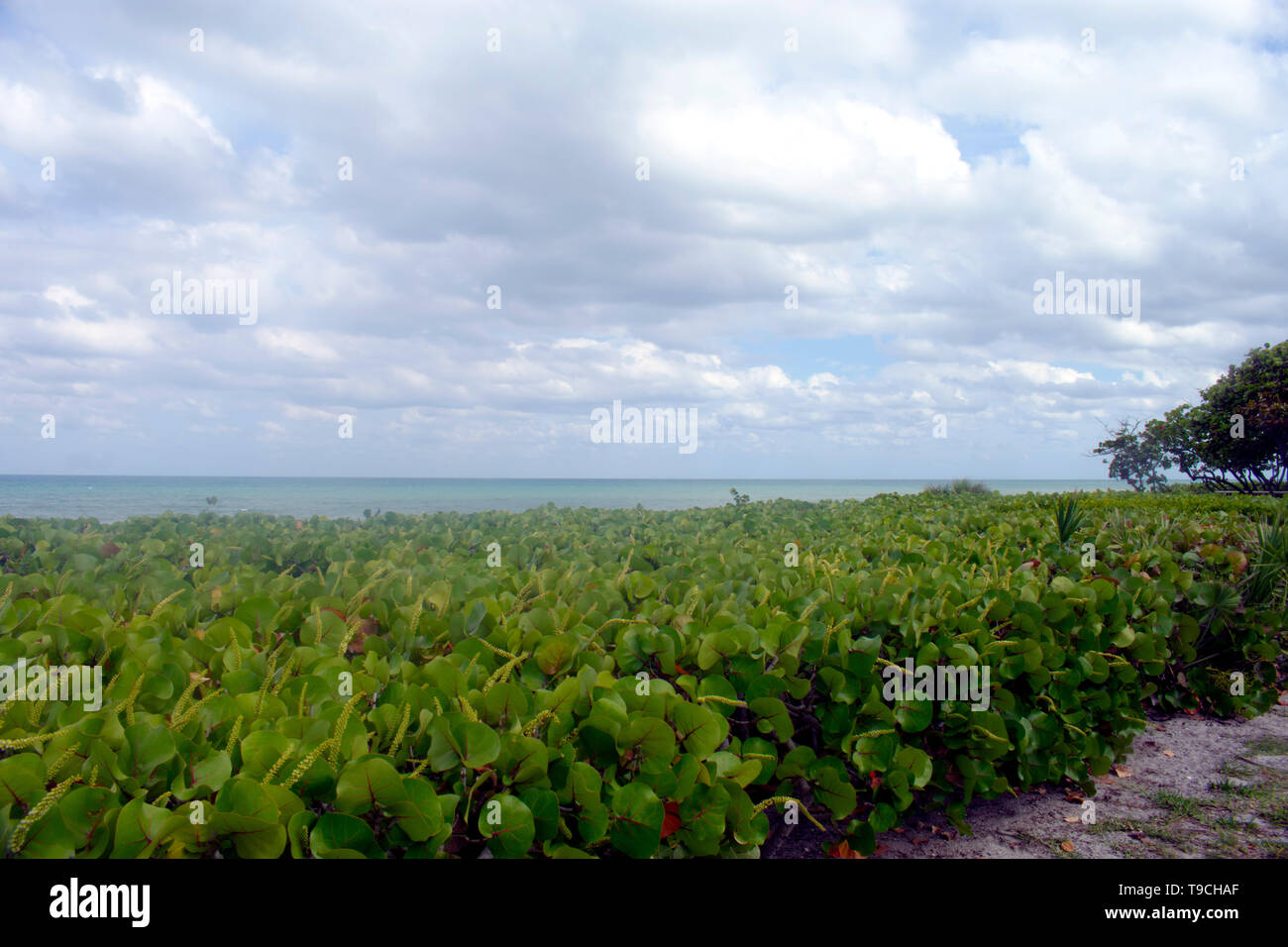 Green fields of sea grapes line the coastal beaches in Jupiter Island, Florida, USA Stock Photo