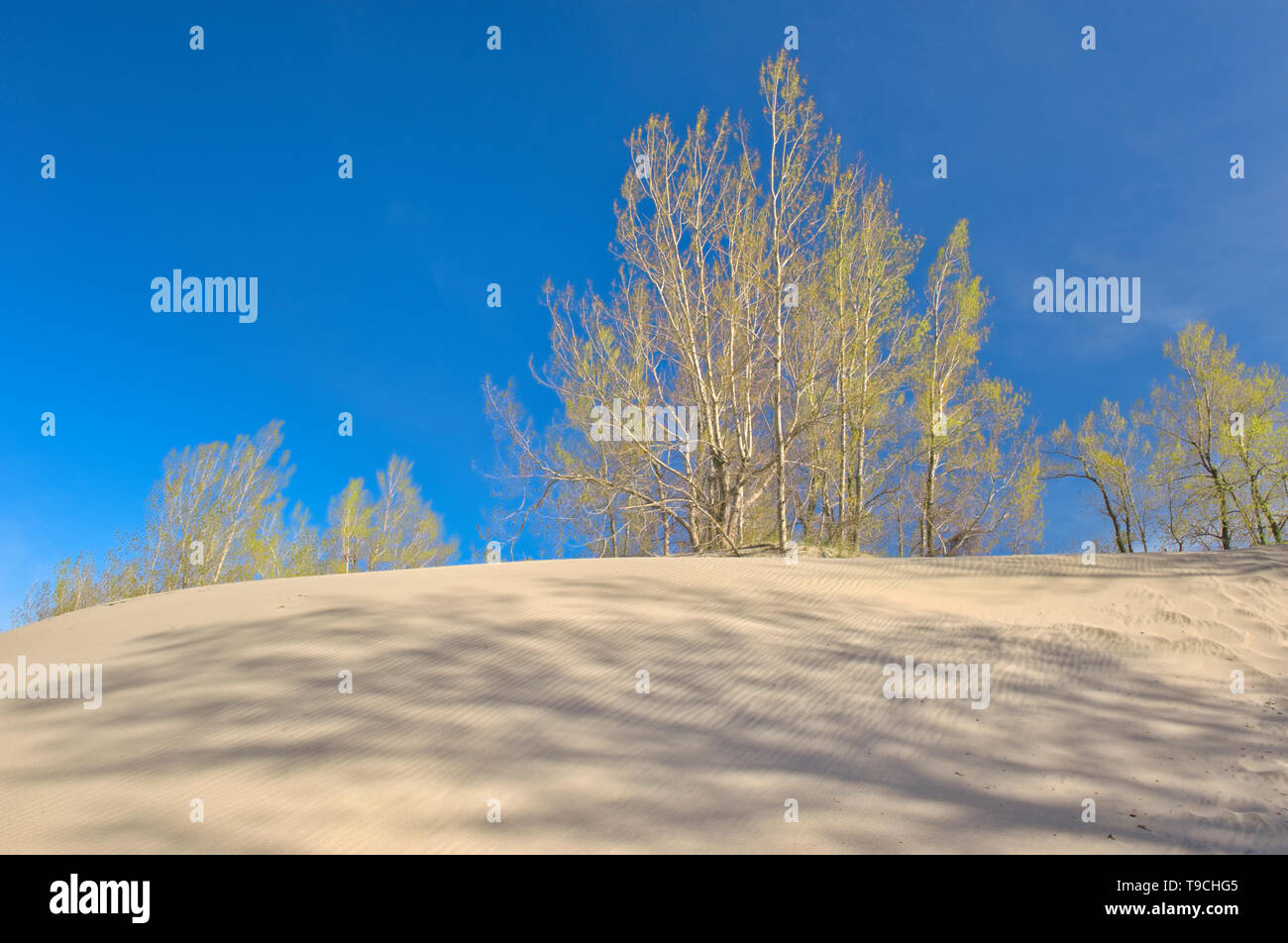 Hardwood trees hires stock photography and images Alamy